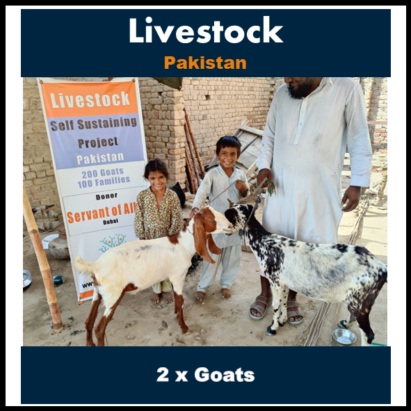 Goat Pair - Pakistan